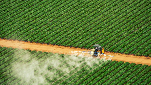 Best Pest Removal Services  in Radium Springs, NM