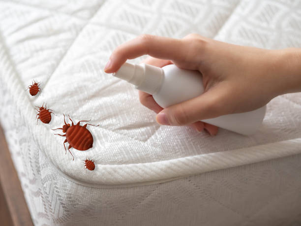 Professional Pest Control in Radium Springs, NM