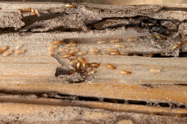 Best Best Pest Control Companies  in Radium Springs, NM