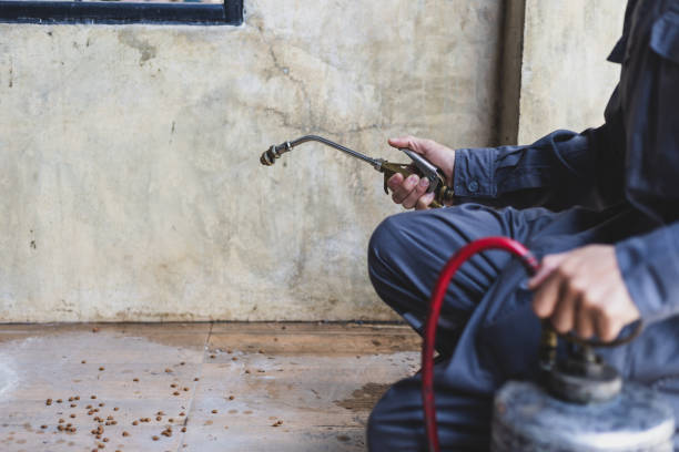 Best Termite Control Services  in Radium Springs, NM